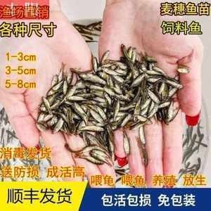 龙鱼的饲料鱼怎么养活的呢