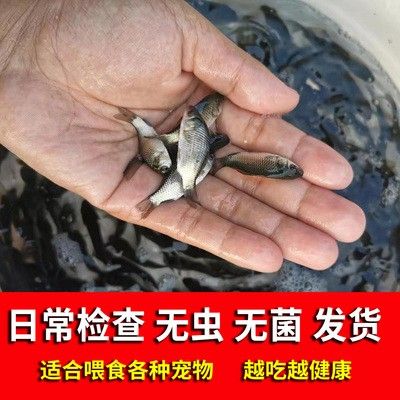 龙鱼的饲料鱼能吃吗有毒吗能吃吗有毒吗