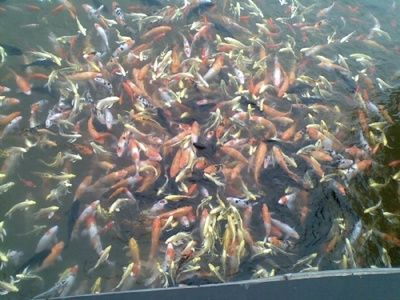 楚雄彝族自治州观赏鱼批发市场