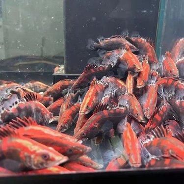 楚雄彝族自治州观赏鱼批发市场