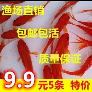 龙鱼饲料鱼分开养吗怎么养的 龙鱼百科