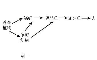 吃龙头鱼的害处 龙鱼百科 第2张