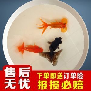 龙鱼饲料鱼 分开养好吗怎么养的呢