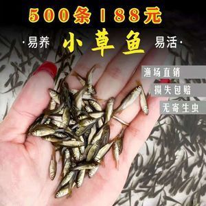 龙鱼饲料鱼 分开养好吗怎么养的呢 龙鱼百科 第1张