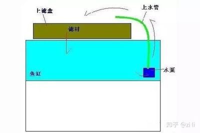 养龙鱼滤材多久换一次