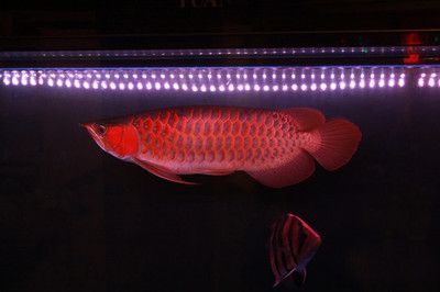 红金龙鱼繁殖方法 龙鱼百科