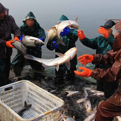 鄂州水族批发市场