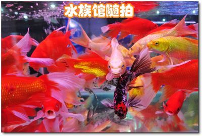 安阳水族批发市场