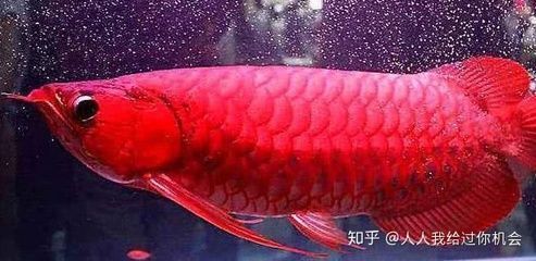 红龙鱼多久长大的最快 龙鱼百科 第3张
