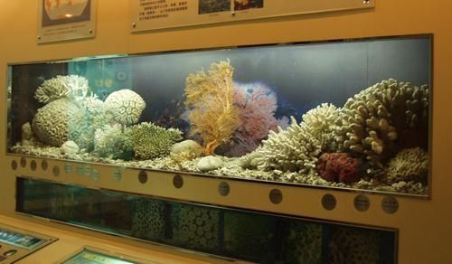 张家界水族批发市场 全国观赏鱼市场 第3张