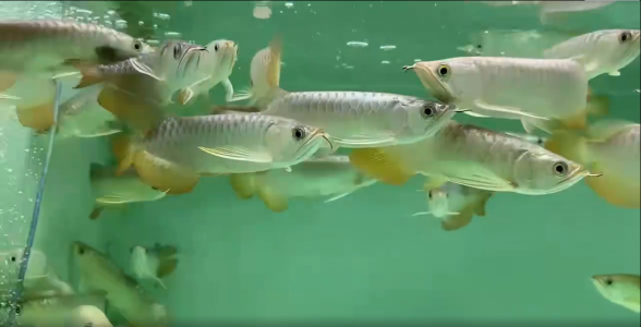 B级过背金龙鱼：璀璨如星的观赏珍品，水族箱中的亮眼存在 金龙鱼