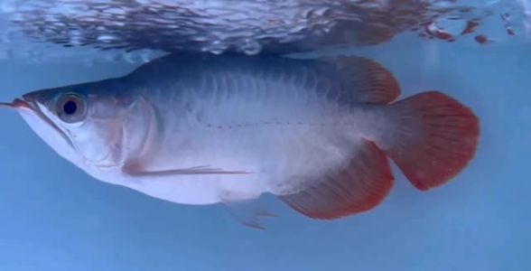 红龙福龙：吉祥富贵，热带观赏鱼中的珍品 红龙鱼