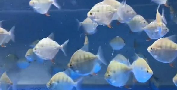 虎纹银版鱼：独特虎纹魅力四溢，打造水族箱的野性之美 混养鱼（配鱼）