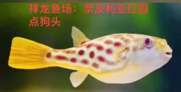 奈及利亚红圆点狗头：珍稀水族瑰宝，深入探秘其魅力与养护秘诀 混养鱼（配鱼）