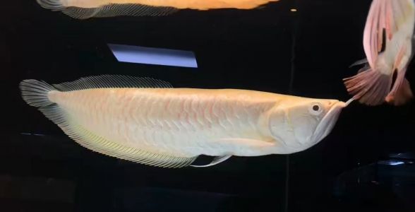 白子银龙鱼：珍稀的白色银龙，水族箱中的明珠