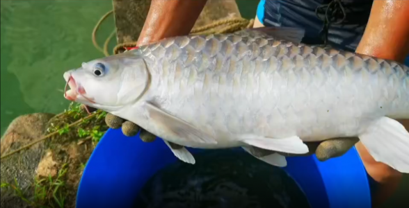 马来西亚忘不了鱼：珍稀美味，水族中的奢侈品 混养鱼（配鱼）