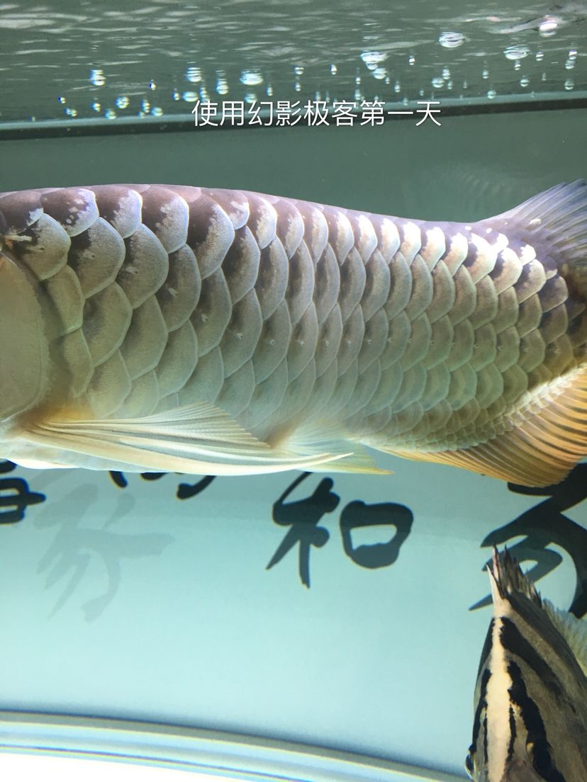 幻影极客水族灯试用反馈报告 观赏鱼论坛 第21张