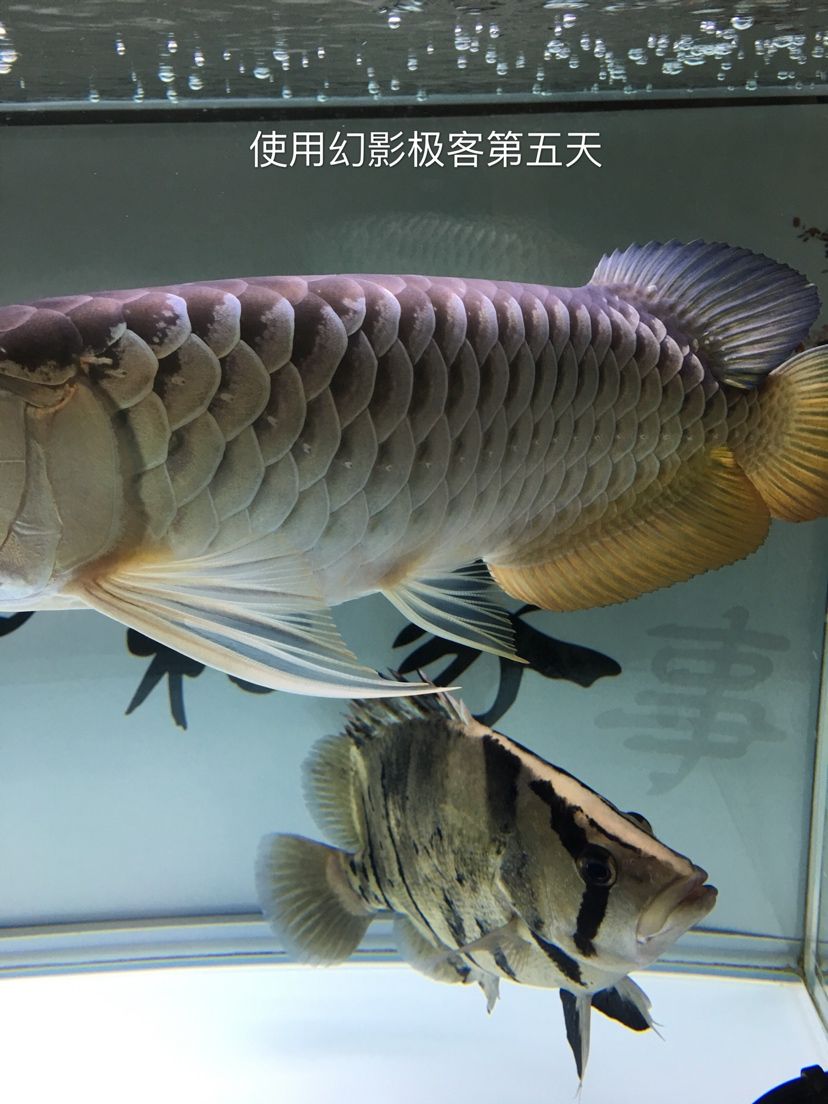 幻影极客水族灯试用反馈报告 观赏鱼论坛 第22张