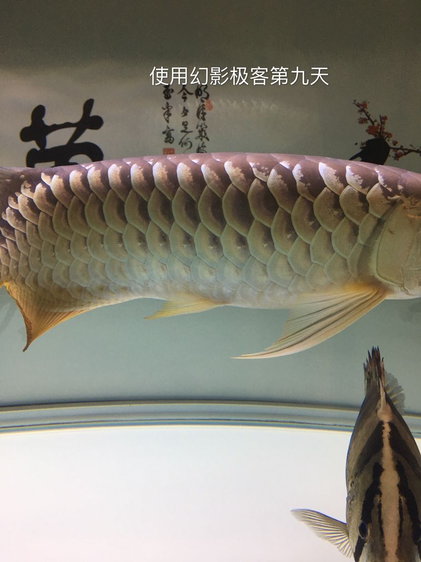 幻影极客水族灯试用反馈报告 观赏鱼论坛 第23张