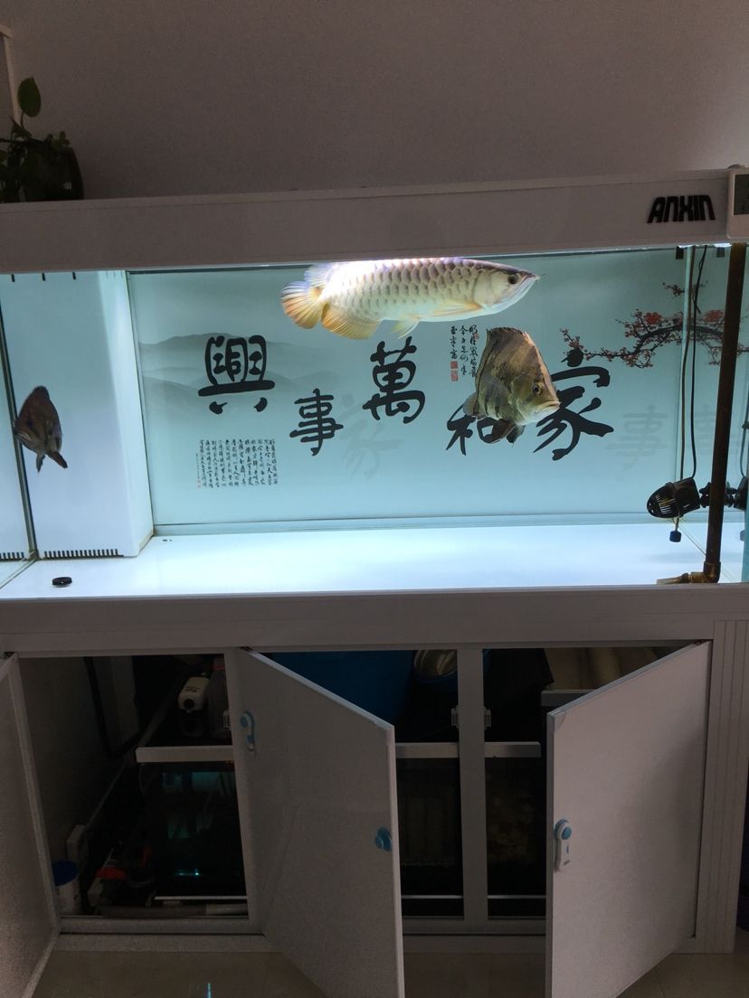 幻影极客水族灯试用反馈报告 观赏鱼论坛 第26张