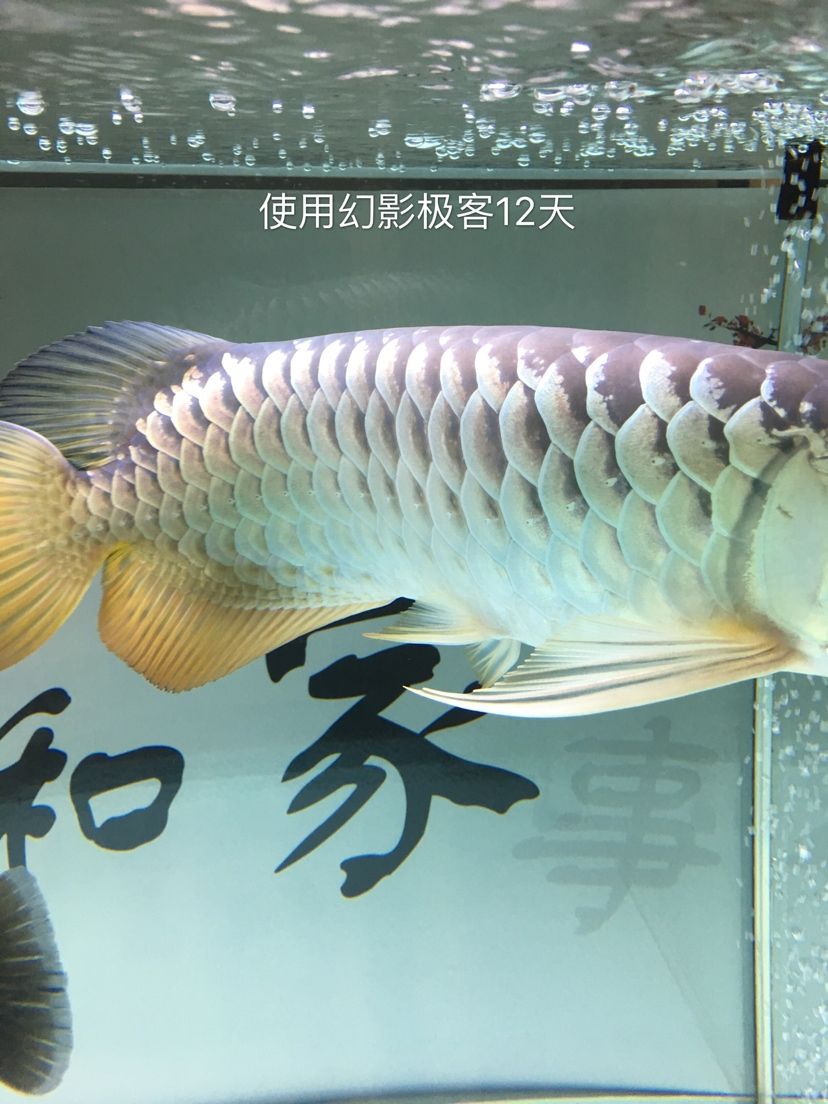 幻影极客水族灯试用反馈报告 观赏鱼论坛 第24张