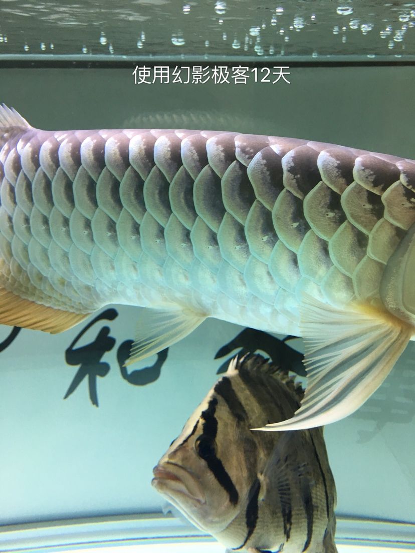 幻影极客水族灯试用反馈报告 观赏鱼论坛 第25张