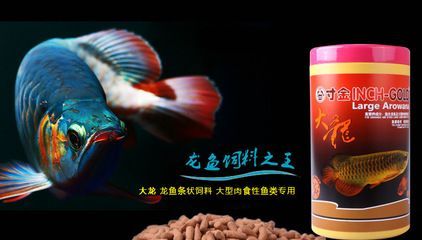 龙鱼和七星刀哪个好养活 龙鱼百科 第3张