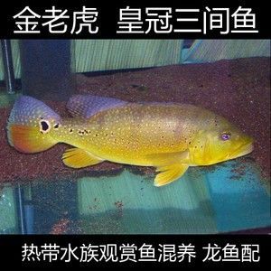 龙鱼混养喂食注意事项