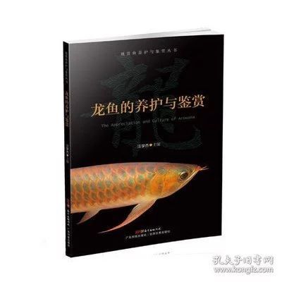 龙鱼的养护与鉴赏作文300字左右怎么写的呀 龙鱼百科 第3张