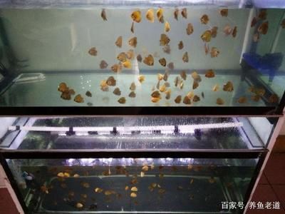 金龙鱼起白毛什么原因 龙鱼百科 第2张