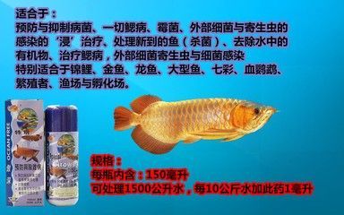 龙鱼感染细菌怎么办用什么药治疗 龙鱼百科