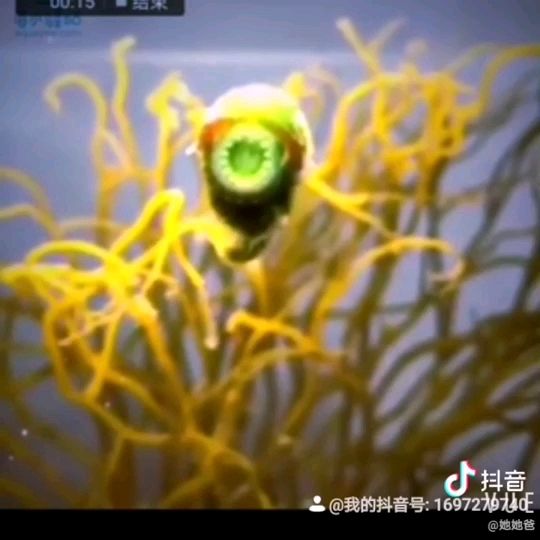 外星生物都来自于大海 观赏鱼论坛