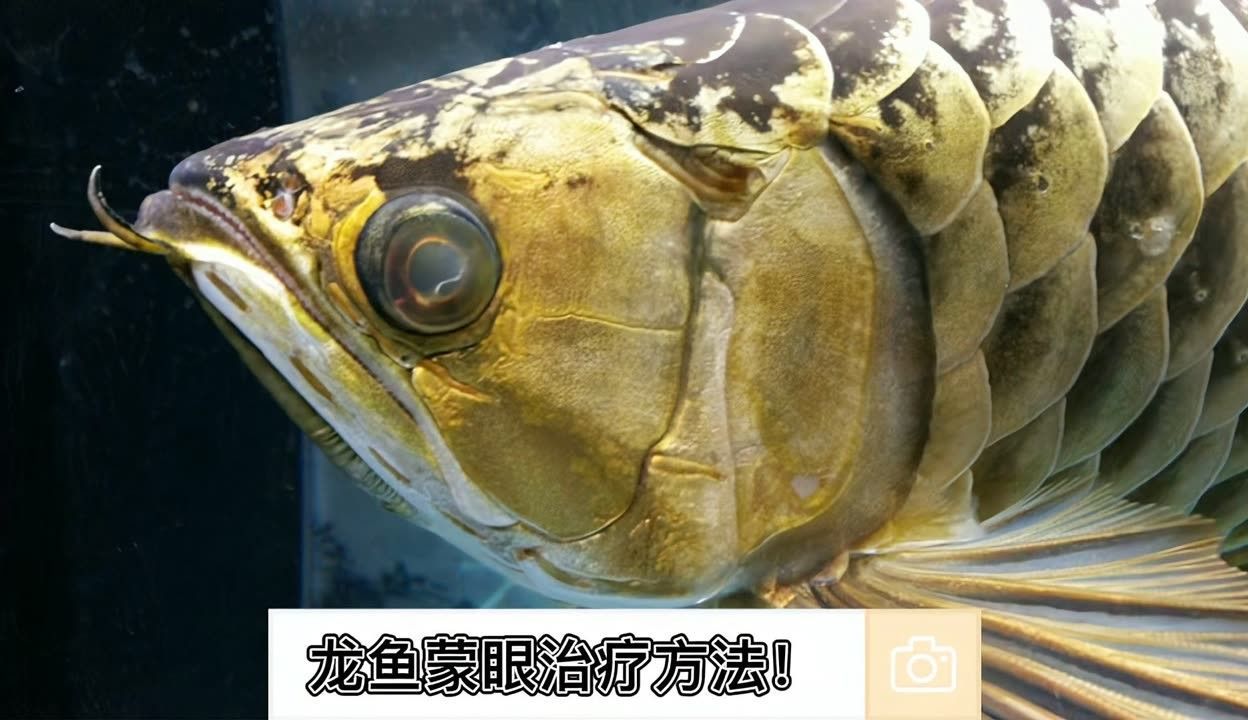 龙鱼蒙眼怎样治疗好