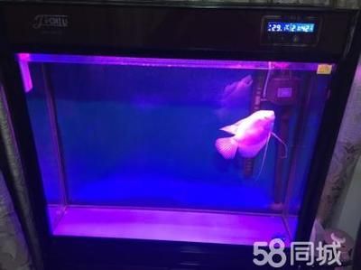 佳璐水族和森森的关系 森森鱼缸