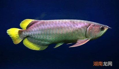 金龙鱼能养多久 龙鱼百科