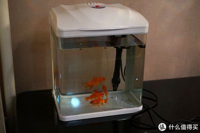 森森的水族箱怎么样