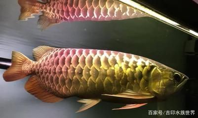 金龙鱼最佳水温几度