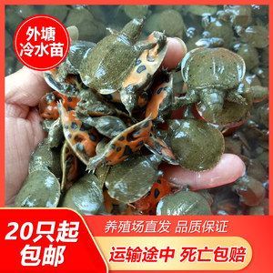 龙鱼吃甲鱼苗几天能消化食物