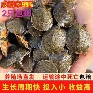 龙鱼吃甲鱼苗几天能消化食物 龙鱼百科 第3张