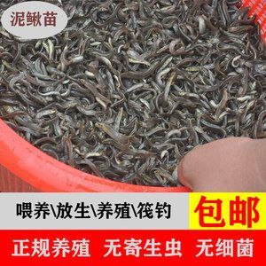 龙鱼喂冻泥鳅会得寄生虫吗