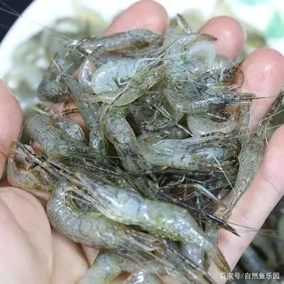 龙鱼吃白虾好还是河虾好 龙鱼百科 第1张