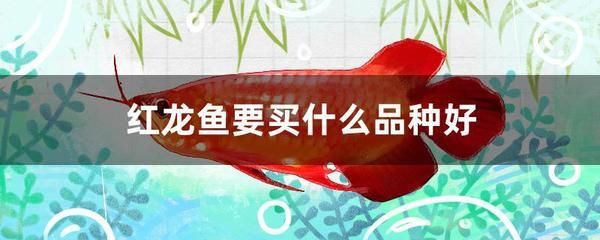 红龙鱼排行榜第几名