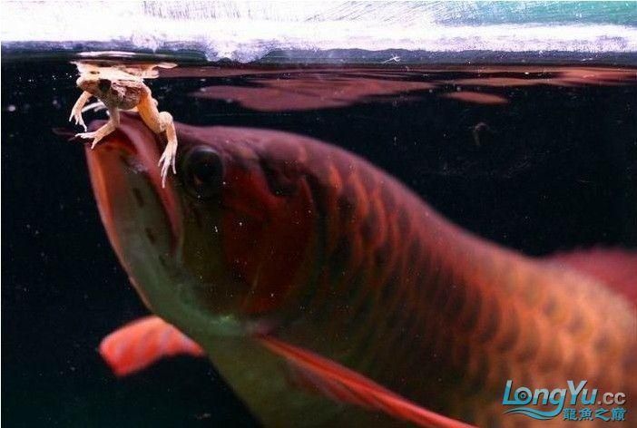 20厘米的红龙鱼怎么喂食的 龙鱼百科 第1张