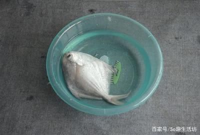 龙鱼喂冻鱼前怎么处理消毒的食物呢 龙鱼百科