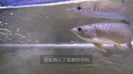 龙鱼快速长大喂什么好