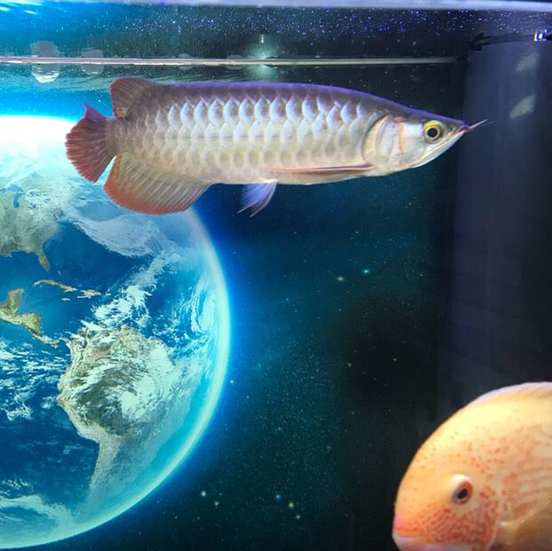 记录小红龙 发色过程 观赏鱼论坛 第2张