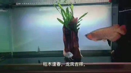 办公室养龙鱼好吗风水好吗 龙鱼百科 第2张