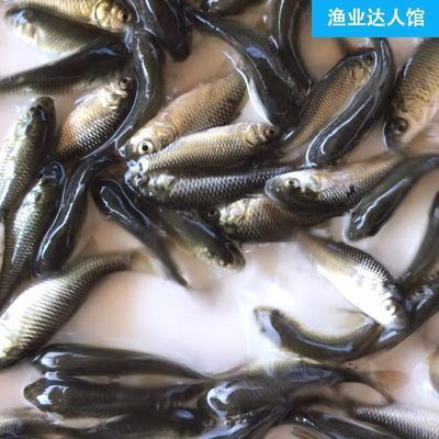 20公分红龙鱼苗怎样养