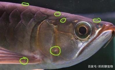 龙鱼鳞上有白点为什么会死 龙鱼百科 第2张