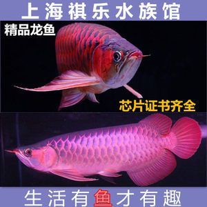 红龙鱼血麒麟怎样区分